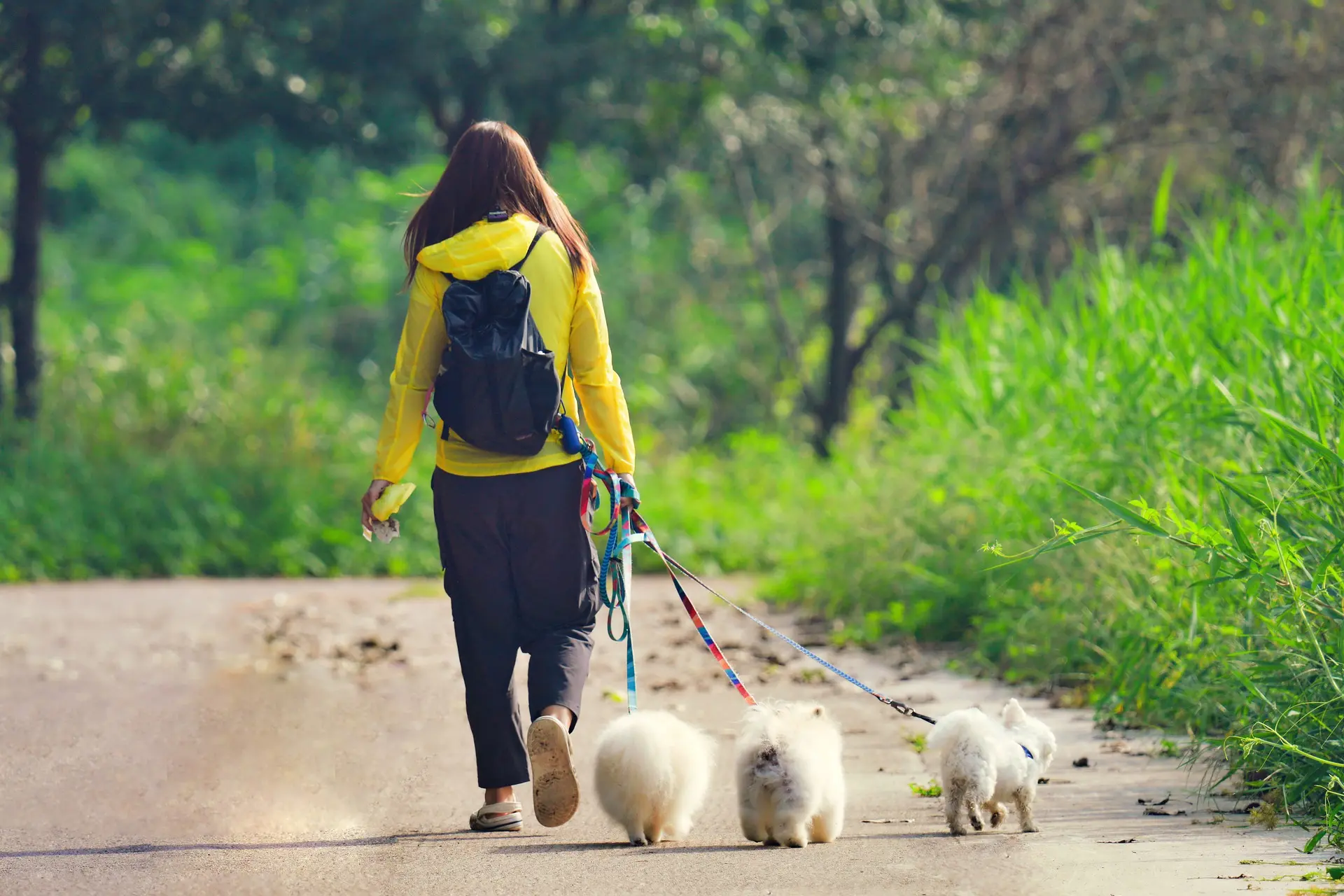 safe leash for dogs